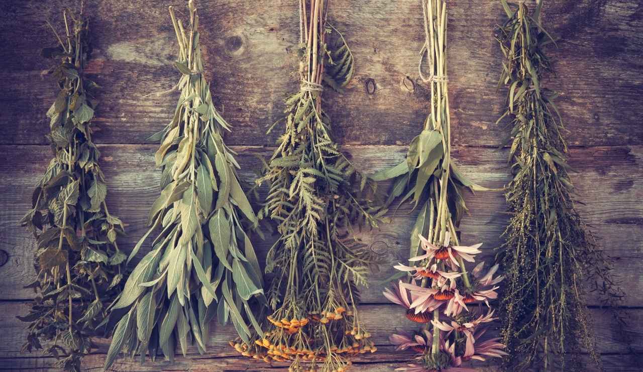 O Alquimista e sua Fant&aacute;stica Rela&ccedil;&atilde;o com o Reino Vegetal