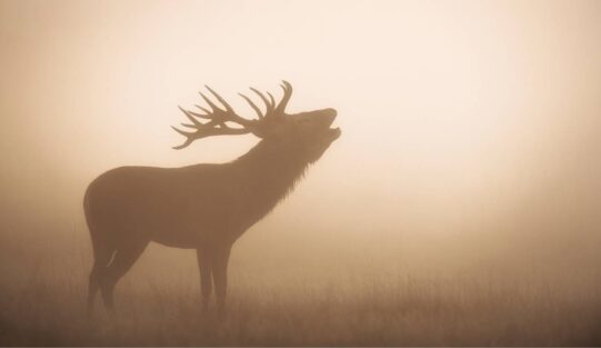Simbolismo Alquímico e Esotérico do Cervo