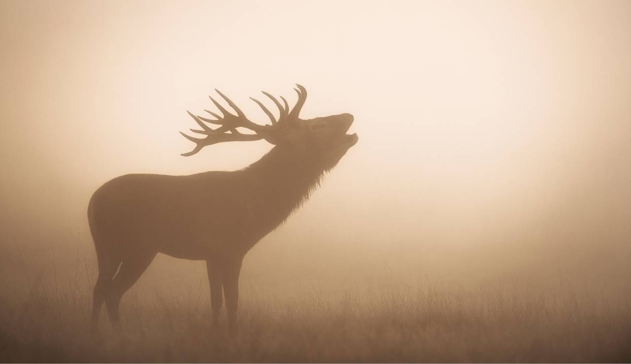 Simbolismo Alquímico e Esotérico do Cervo